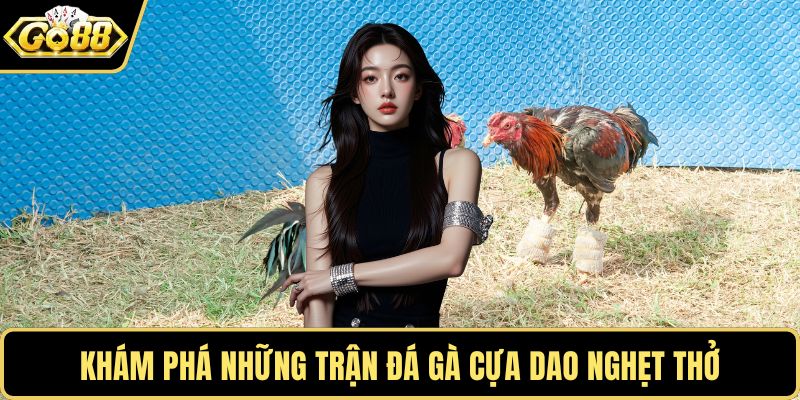 Khám phá những trận đá gà cựa dao nghẹt thở