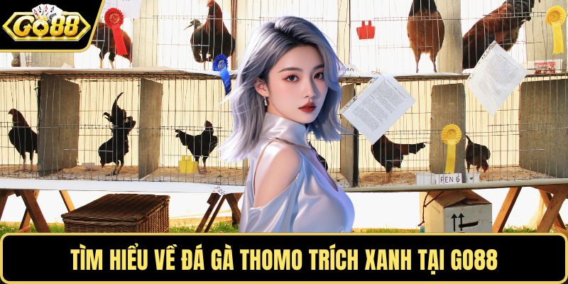 Tìm hiểu về đá gà Thomo trích xanh tại GO88